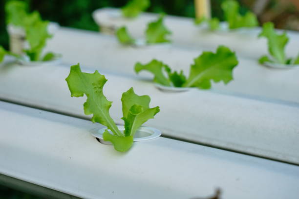 sałatka ekologiczne warzywa w farmie hydroponiki - field vertical agriculture crop zdjęcia i obrazy z banku zdjęć