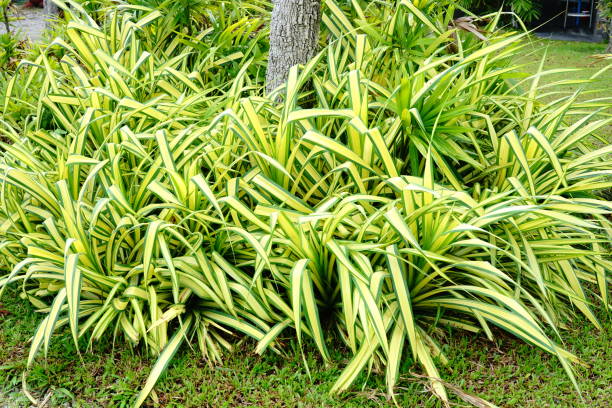 хлорофитум растение в саду - striped farm asia backdrop стоковые фото и изображения