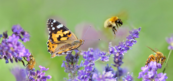 pocas abejas y mariposa en flores de lavanda en vista panorámica photo