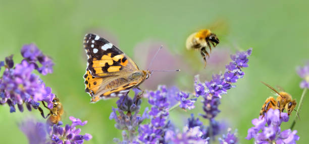 istock few honeybee and butterfly on lavender flowers in panoramic view 1190146270