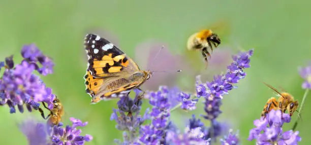 Photo of few honeybee and butterfly on lavender flowers in panoramic view