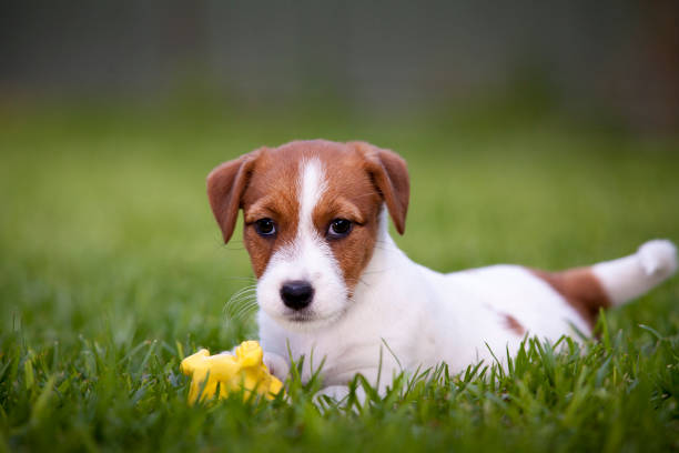istock Jack Russell Terrier Puppy 1190146274