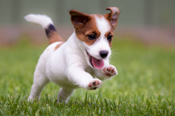 istock Jack Russell Terrier Puppy 1190147098