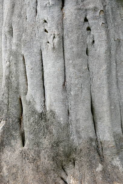 나무 배경의 껍질 - driftwood pattern wood grain circle 뉴스 사진 이미지