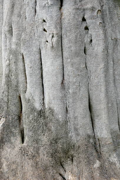 kora tła drzewa - driftwood pattern wood grain circle zdjęcia i obrazy z banku zdjęć