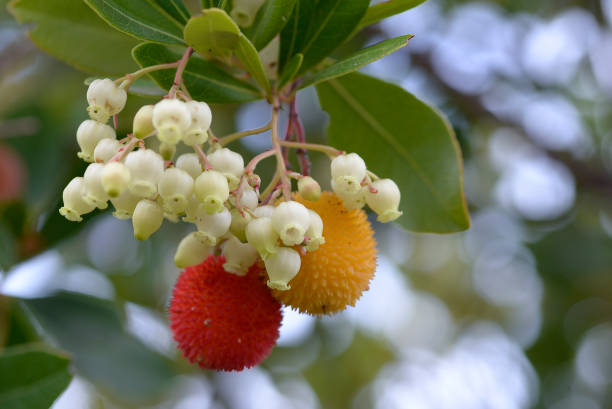 秋のアルブトゥス・ウネド黄色と赤の果実 - strawberry fruit isolated freshness ストックフォトと画像