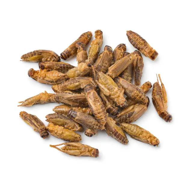 Photo of Heap of crispy small crickets