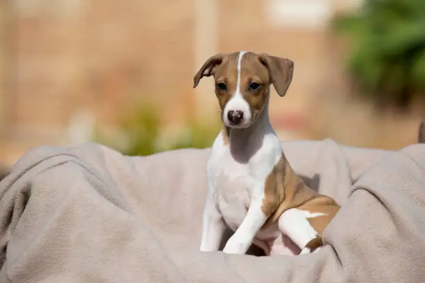 A cute fawn and white Italian Greyhound puppy sitting on a blanket.