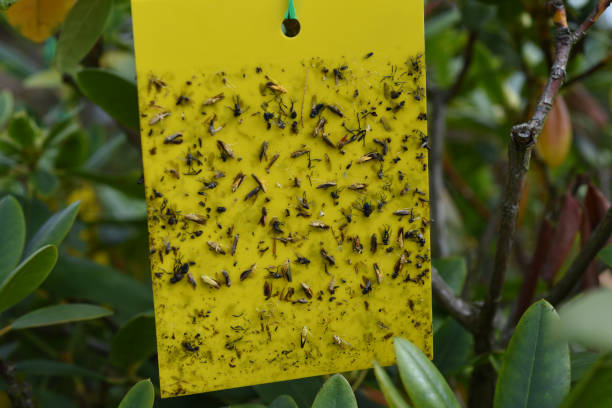 istock Yellow trap, insect trap 1190148504