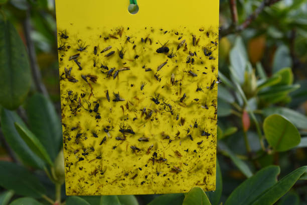istock Yellow trap, insect trap 1190148602