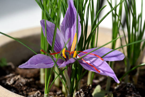 Saffron, Crocus sativus Saffron crocus has three red saffron fawns in the flower which are among the most expensive spices saffron plant stock pictures, royalty-free photos & images