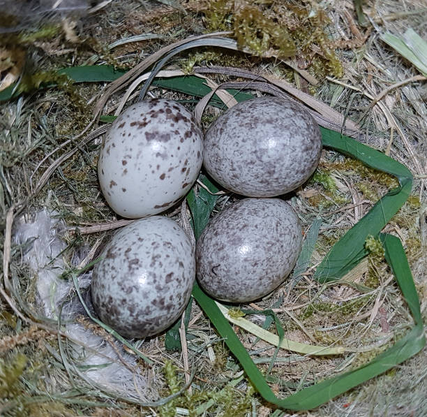 sparrow eggs stock photo