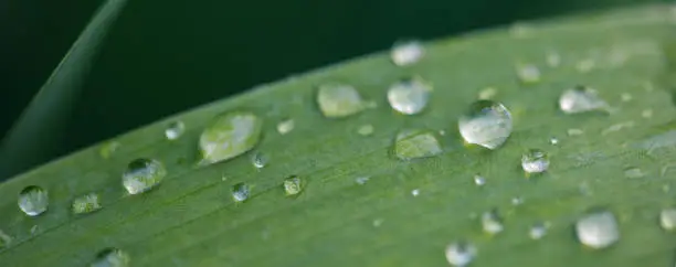 Close-up of a green leaf with dewdrops (raindrops). Shallow depth of field.