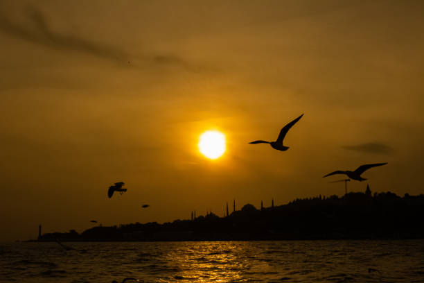 istock sunlight, istanbul silhouette, sea and seagulls 1190150596
