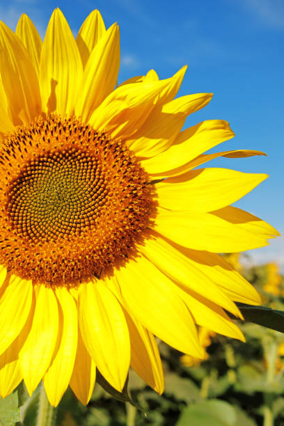 istock Sunflower on a blue sky background (with copy space) 1190150938