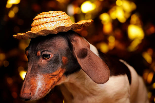istock dog portrait table gold bokeh 1190154880
