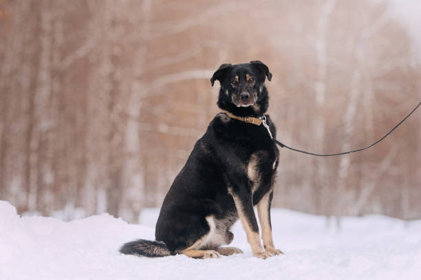 istock big mixed breed dog sitting outdoors in the snow 1190155008