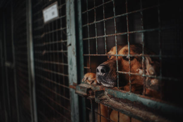 sad animal shelter dog behind bars in a cage stock photo