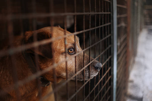 trauriger hund posiert hinter gittern in einem tierheim - tierheim stock-fotos und bilder