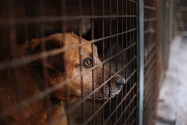 chien triste posant derrière des barreaux dans un abri d'animal - refuge pour animaux photos et images de collection