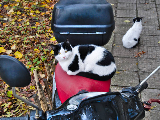 istock A Cat Likes Scooter Seat 1190156805