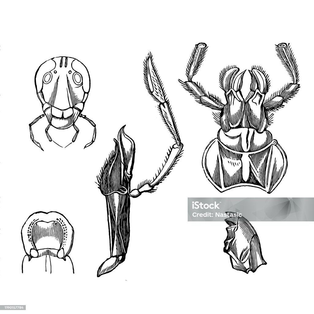 Mouth Parts Of The Cockroach Stock Illustration - Download Image Now - 19th  Century, 19th Century Style, Animal - iStock