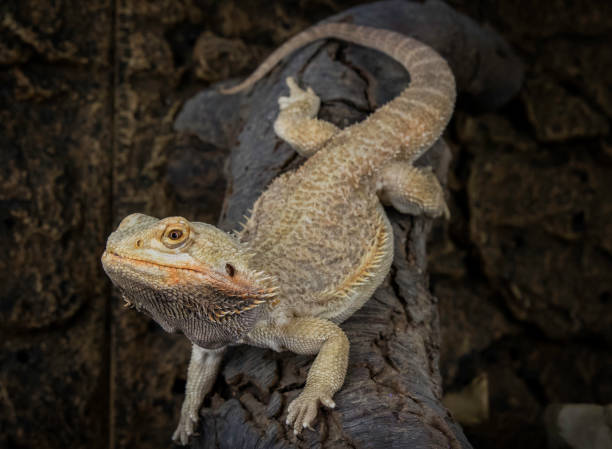istock bearded dragon - baardagaat 1190158329