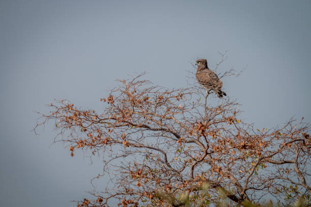Brown snake eagle sitting in a tree. Brown snake eagle sitting in a tree in the Welgevonden game reserve, South Africa. brown snake eagle stock pictures, royalty-free photos & images
