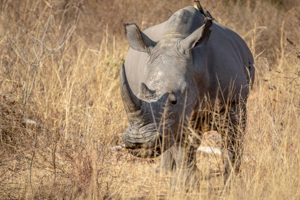 istock White rhino starring at the camera. 1190161239