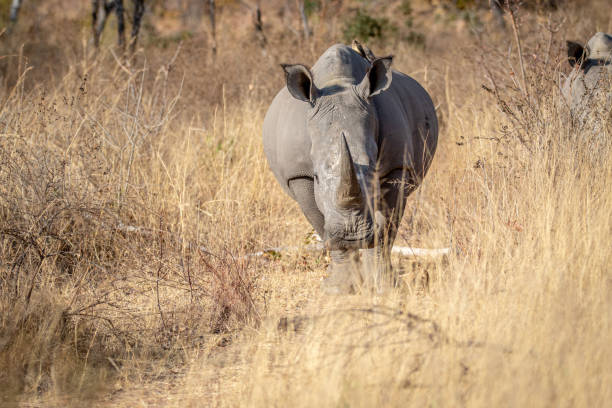 istock White rhino starring at the camera. 1190161248