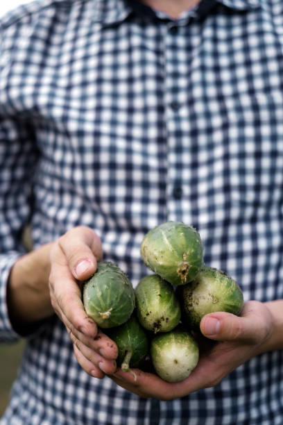 istock a young man in a plaid shirt holds cucumbers in his hands. 1190161249