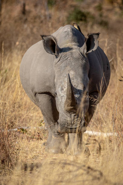 rhinocéros blanc mettant en vedette à la caméra. - staring photos et images de collection