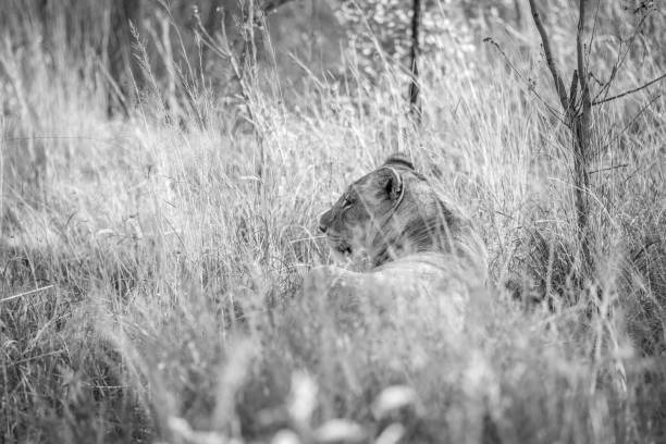 istock Lioness walking in the bush in the high grass. 1190161357