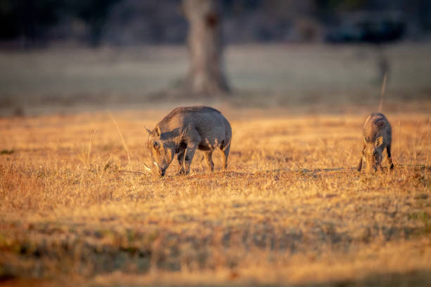 istock Warthog standing in the grass and grazing. 1190161393