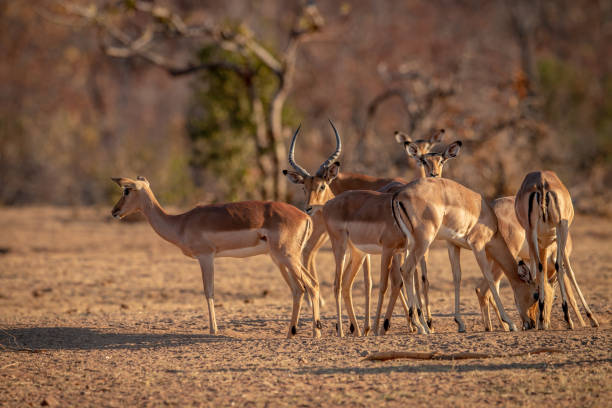 istock Herd of Impalas standing in the grass. 1190161435