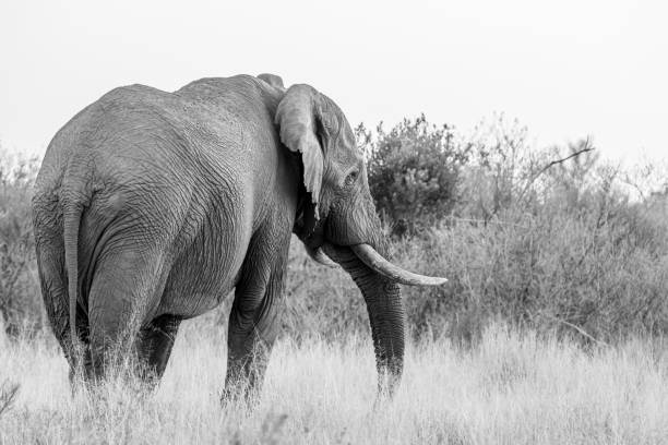 istock Big Elephant bull facing away from the camera. 1190161530