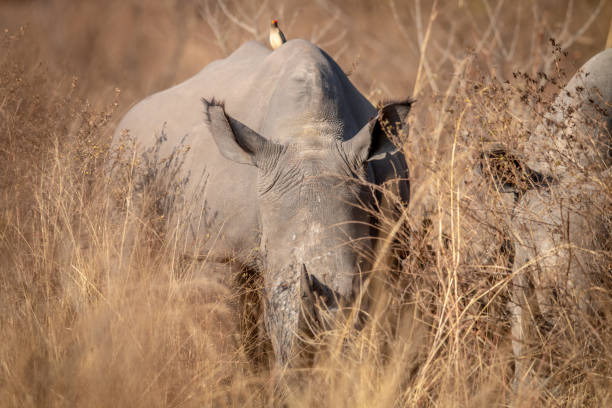 istock Big White rhino grazing in the high grass. 1190161550