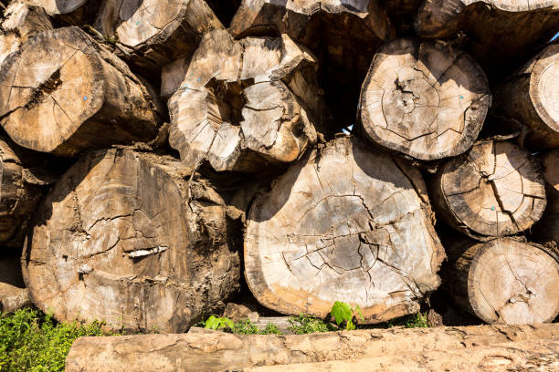 Concept of environment, global warming, climate change and illegal timber.
