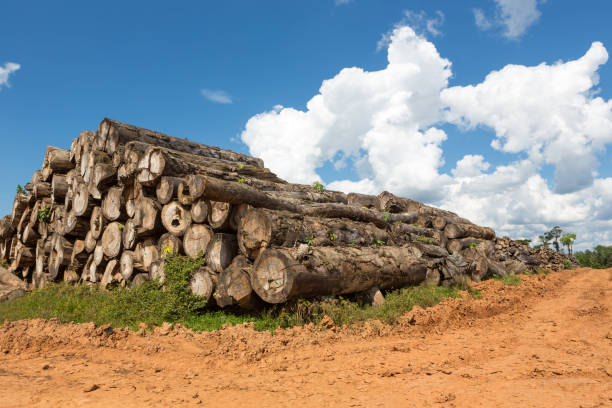istock Giant tree trunks cut from deforestation in the Amazon rainforest. Tons of illegal logging wood on dirt road. 1190161794