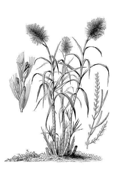 Saccharum officinarum (sugarcane) Illustration of a Saccharum officinarum (sugarcane) sugar cane saccharum officinarum stock illustrations
