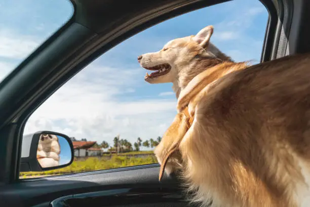 Photo of Happy dog travel by car
