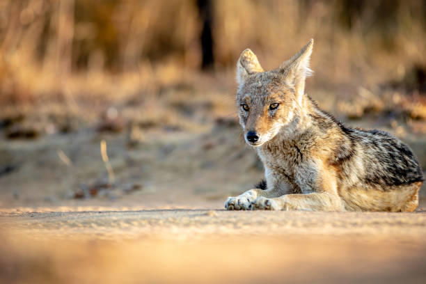 istock Black-backed jackal laying in the sand. 1190164711