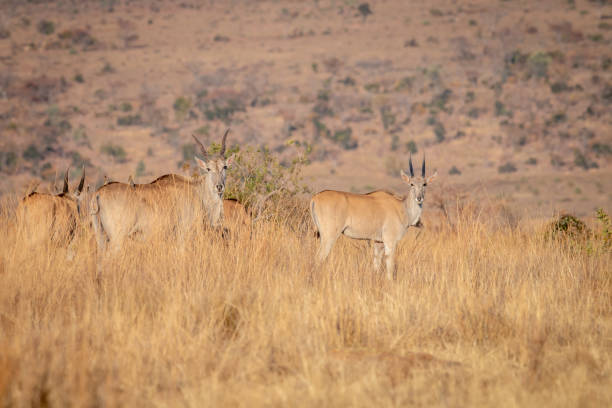 Herd of Eland standing in the grass. Herd of Eland standing in the grass in the Welgevonden game reserve, South Africa. cape eland photos stock pictures, royalty-free photos & images