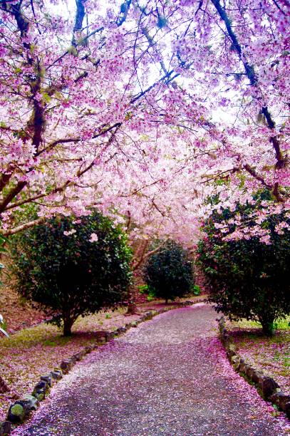 istock Beautiful cherry blossom trees 1190164918