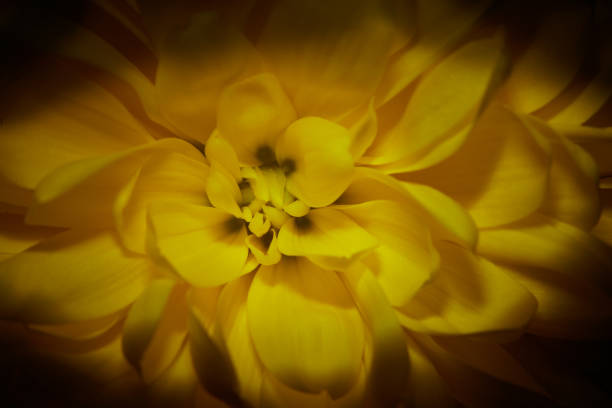 Yellow chrysanthemum on black background