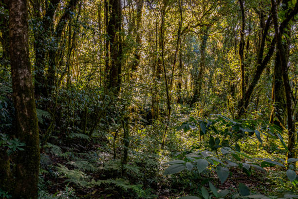 istock The light and shadow of the rain forest 1190165943