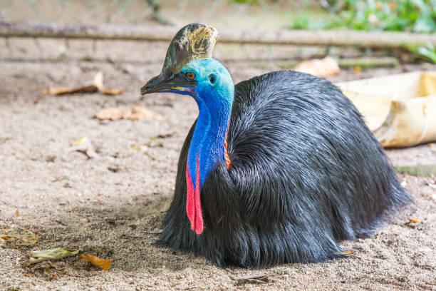 istock colorful southern cassowary 1190166090