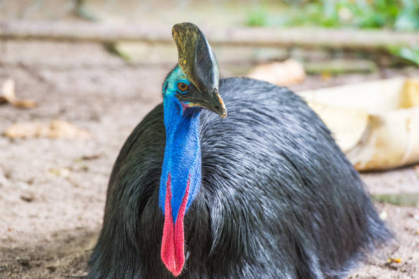 istock portrait of southern cassowary 1190166096