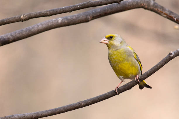 istock greenfinch on a branch 1190166114