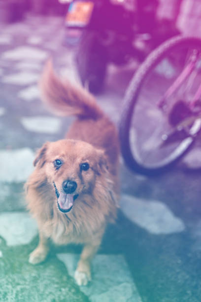 Cute dog standing and waiting in front yard